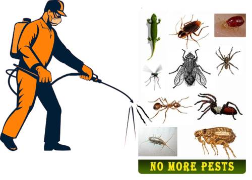 شركة مكافحة حشرات برابغ